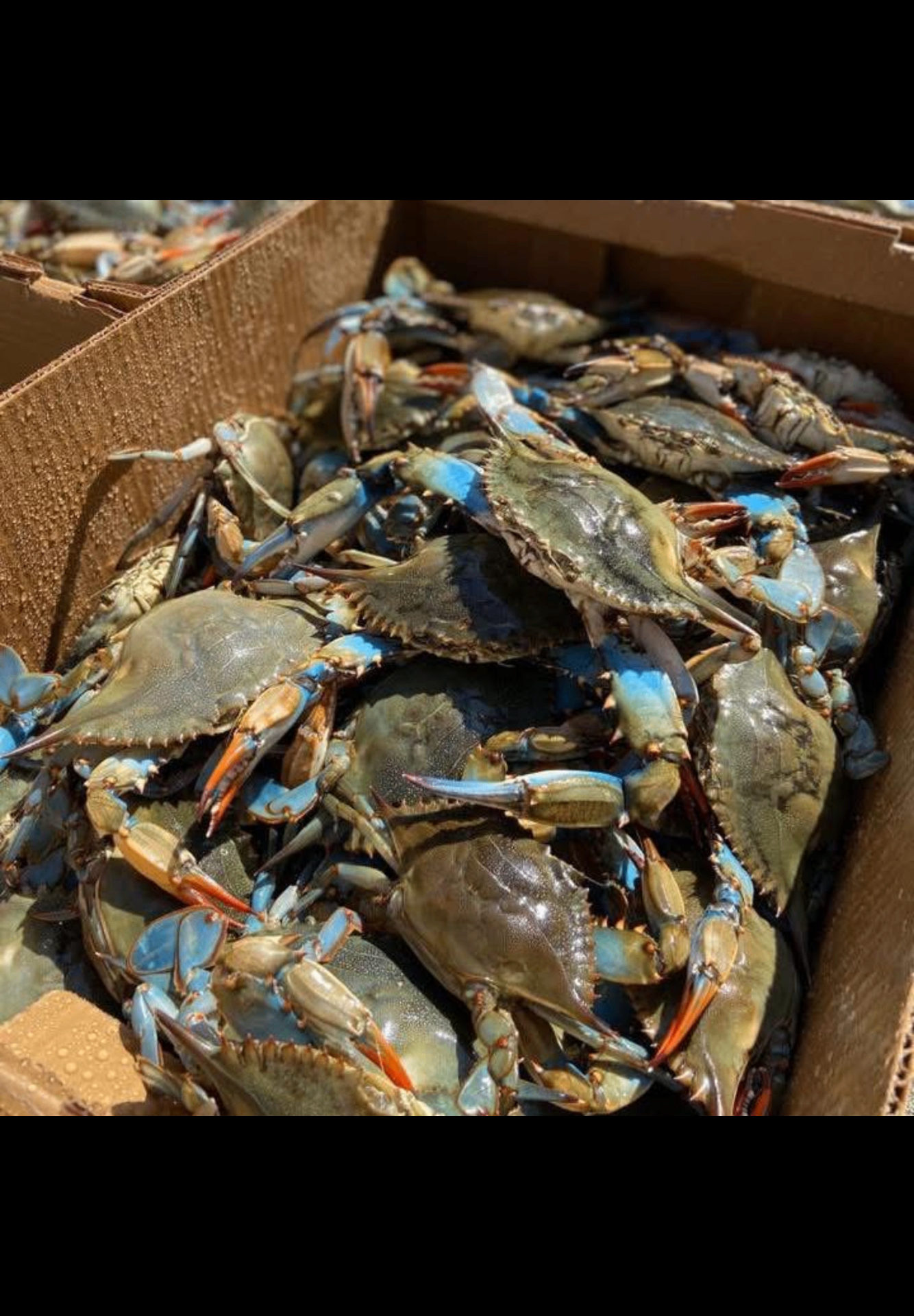 Peeled Gulf shrimp on ice