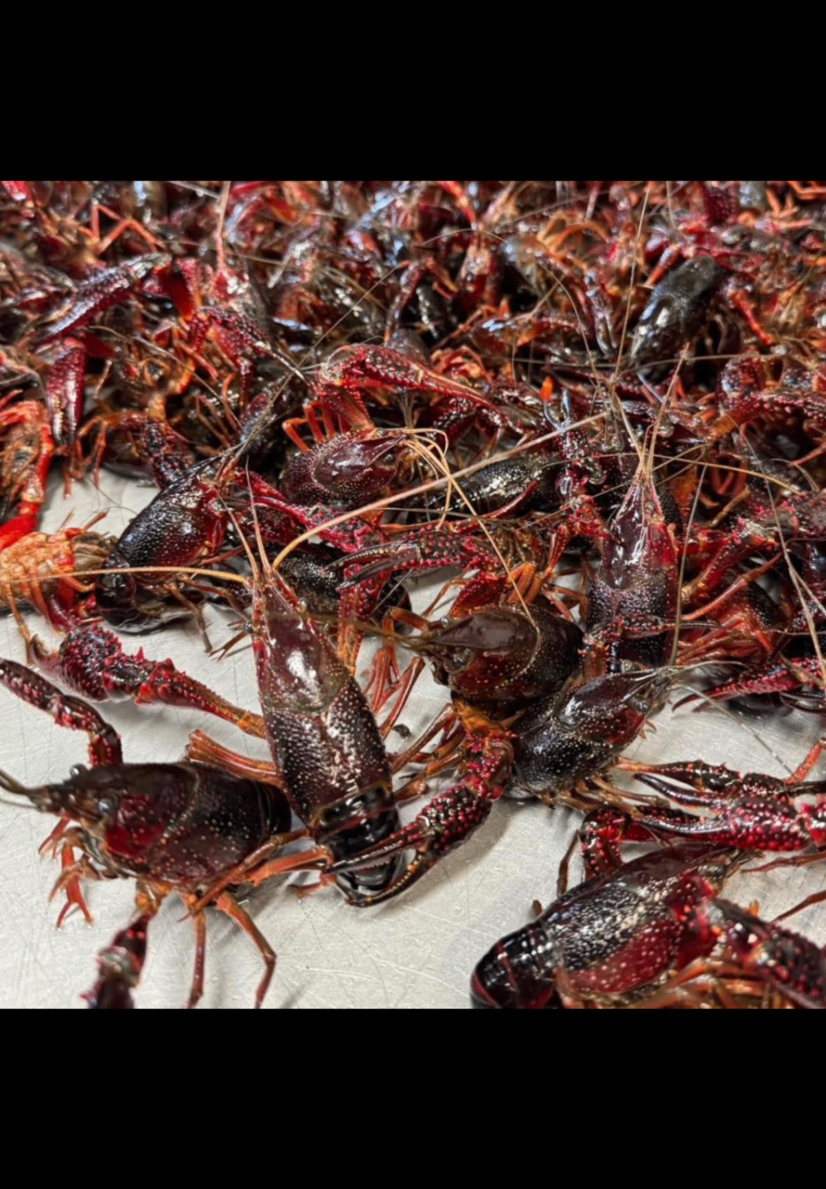 Fresh head-on Gulf shrimp on ice